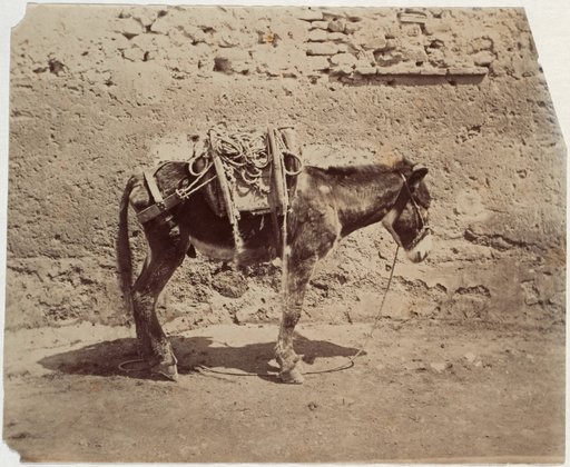 Pack Donkey