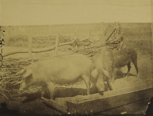 Pigs at the Trough