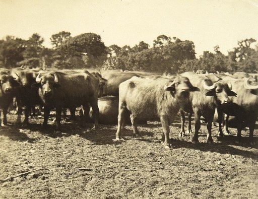 Buffalo Herd