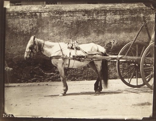 Horse Harnessed to a Wagon