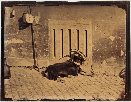 Goat in front of a Wall