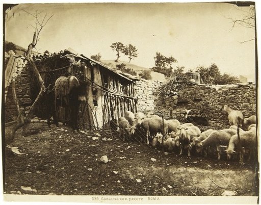 Farm with sheep, Rome