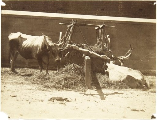 Cart with two buffaloes