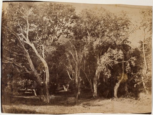 Trees