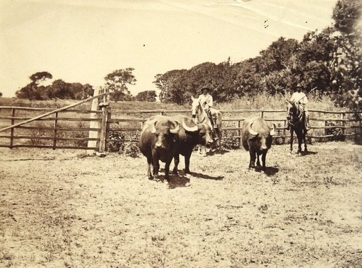 Three buffaloes with a shepherd