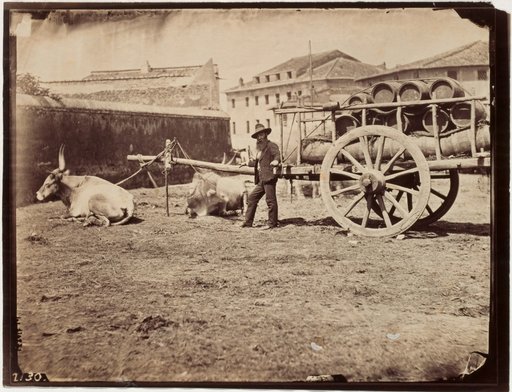 Wagon loaded with barrels with two harnessed buffaloes