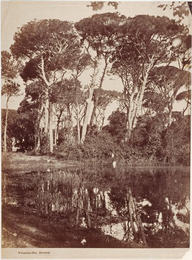 Pine grove at Castel Fusano