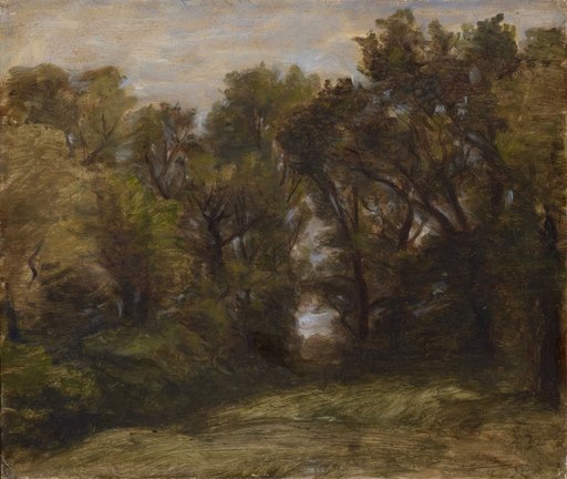 Forest Edge with a View Through