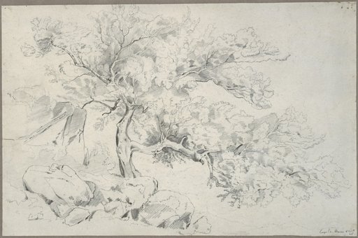 Tree on Rocky Ground near Rome