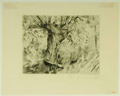 Old Willow Tree