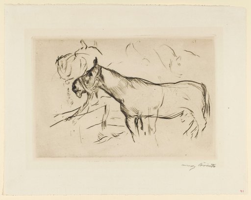 Horse study