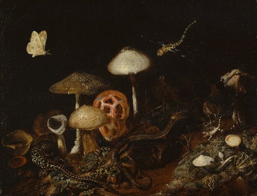 Reptiles, Mushrooms, and Butterflies