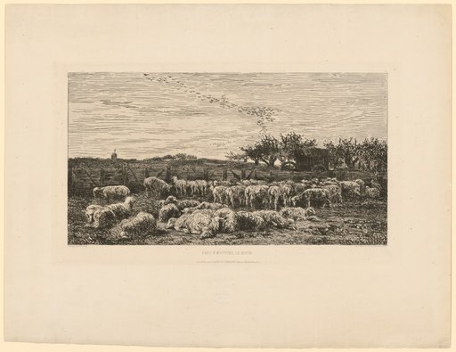 The Great Sheep Park, Morning
