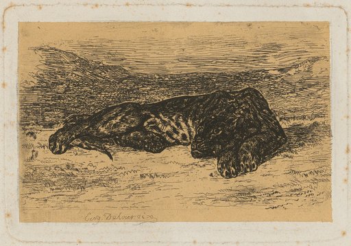 Tiger Lying in the Desert