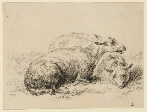Two Recumbent Sheep