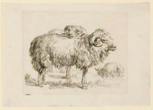 Two Ram Sheep