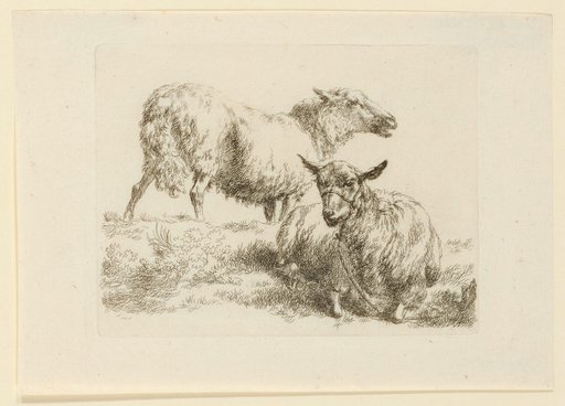 Standing and Recumbent Sheep