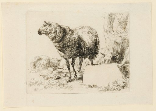 Standing Sheep, Head in Profile