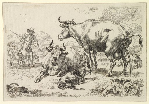 A Recumbent and a Urinating Cow