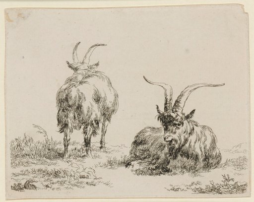 Standing and Recumbent Goat