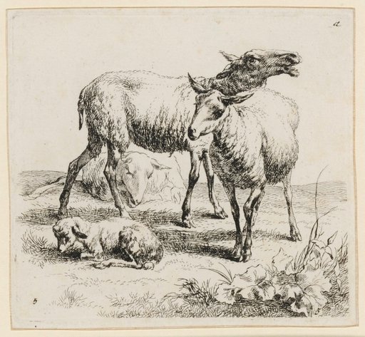 Bleating Sheep with Young