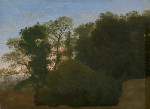 Forest Landscape