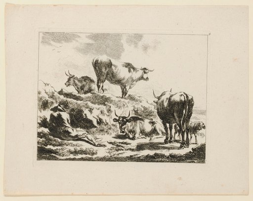 Shepherd Sleeping Between Cows