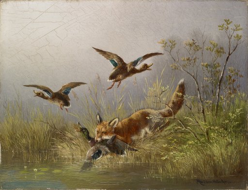 Fox Hunting Ducks