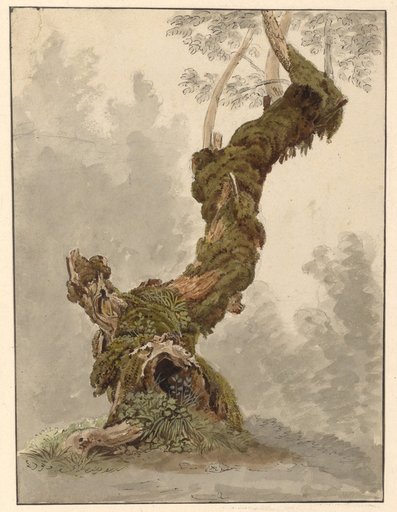 Moss-Covered Tree Trunk