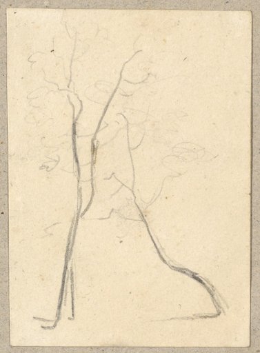Group of Trees