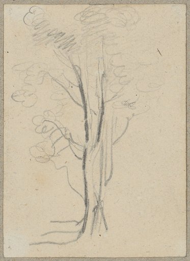 Group of Trees