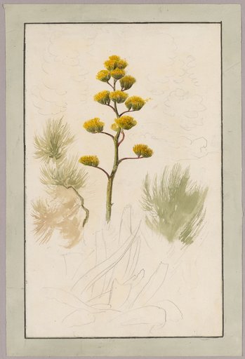 Study Sheet with Various Plants (Agave, Pine Branch, Trees Suggested in the Background)