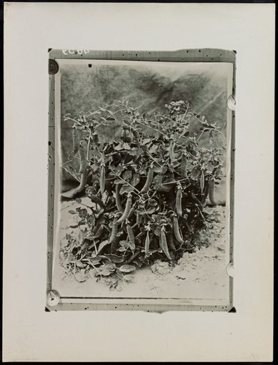 Pea plant
