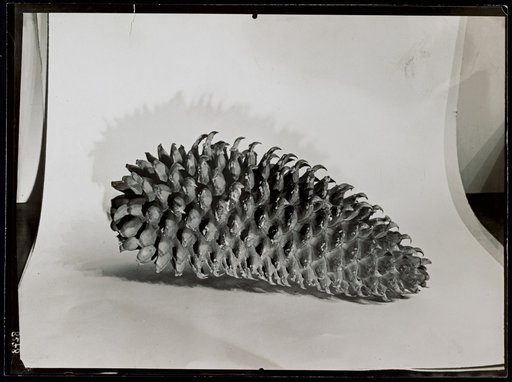 Pine cones