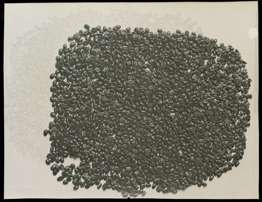 Roasted coffee beans laid out on paper