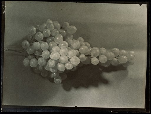 White wine grape hanging on a string