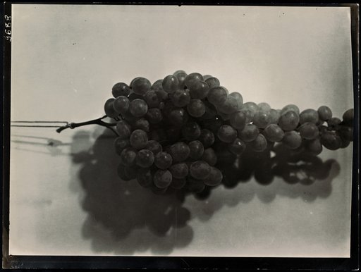 Red wine grape hanging on a string