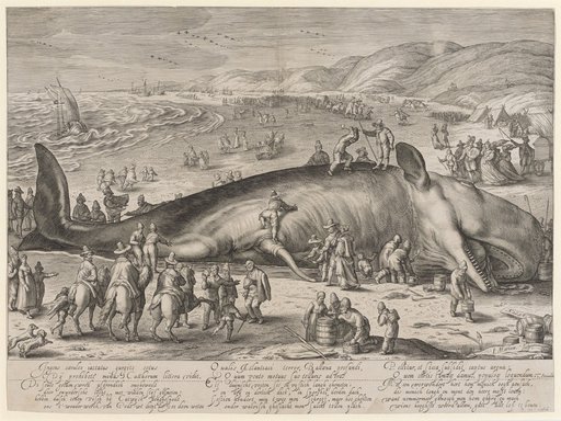 Stranded Whale
