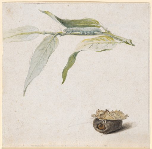 Caterpillar of the Pterostoma palpina on Narrow-leaved Willow and the Corresponding Moth on the Cocoon Web