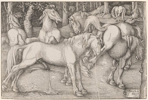 Stallion and Mare Kicking
