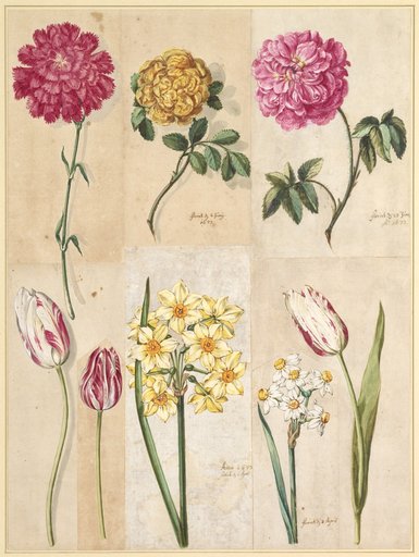 Red Carnation, Yellow Moss Rose, Red Poppy, White-Red Speckled Tulips, Yellow Snowdrops, and White Daffodils