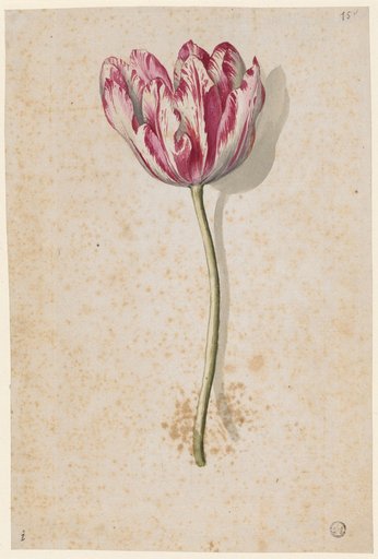 Red and White Speckled Tulip