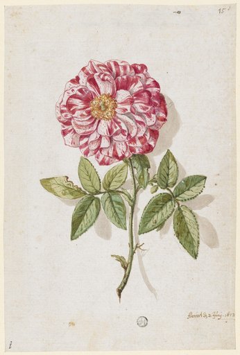 Rose with White and Red Speckled Petals