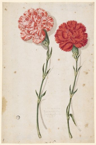 Two Carnations, One White-Red Speckled, the Other Deep Red