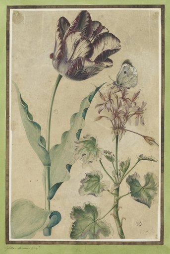 Garden Tulip (White-Violet Flamed) with Ladybug and Blooming Geranium with Cabbage White Butterfly