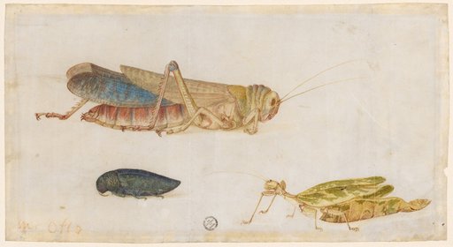 Grasshopper, "Walking Leaf," and Beetle