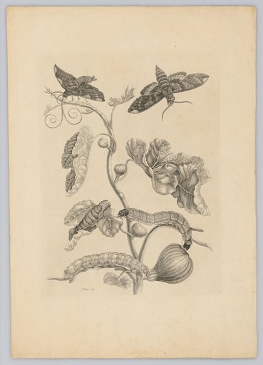 Fig Branch with Four Fruits, Two Large Caterpillars, a Pupa, and a Pair of Butterflies