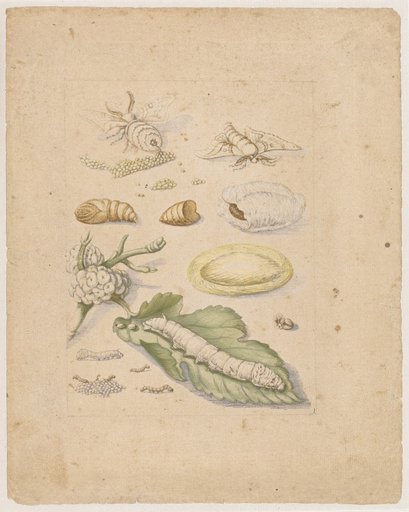 "Mulberry Tree with Fruit. / Morus cum fructu." (with stages of the silkworm)