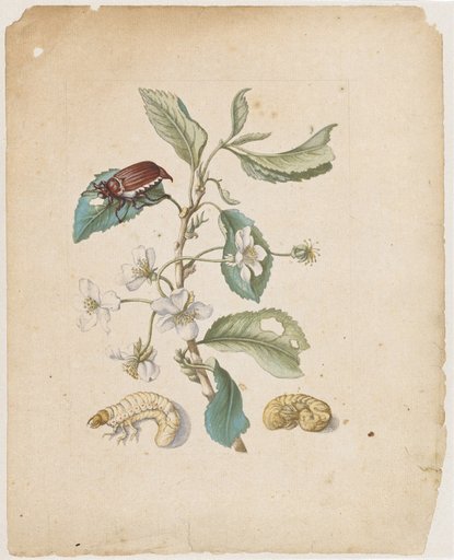 "Black Sweet Cherry Blossom. / Cerasus nigra, dulcis, florens." (cherry blossom with stages of the cockchafer)