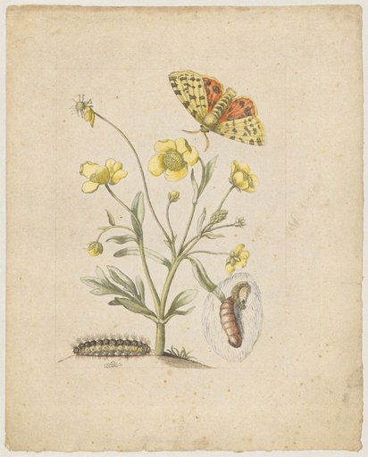 "Sweet Buttercup. / Ranunculus dulcis." (with purple tiger moth)